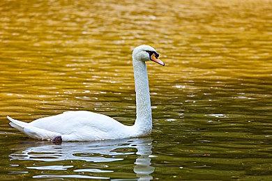 《剑星》Steam峰值接近15万 成Steam上第二款破10万的SIE发行游戏