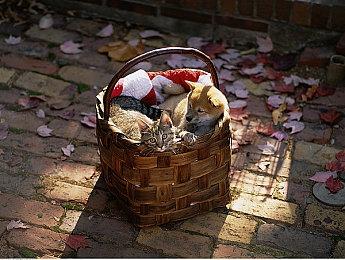 《星露谷物语》作者新作截图 今年将有更多内容